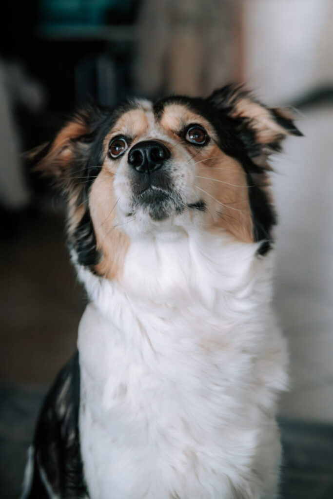 Elli